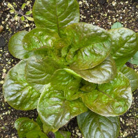 Winterkopfsalat Baquieu (Lactuca sativa) Bio-Saatgut