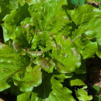 Bataviasalat Maravilla de Verano (Lactuca sativa) Samen