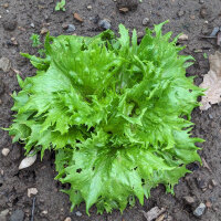 Eisbergsalat Reine de Glaces (Lactuca sativa) Samen
