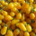 Tomate Dattelwein (Solanum lycopersicum) Samen