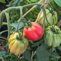 Mark-Tomate Zahnradtomate (Solanum lycopersicum) Bio-Saatgut
