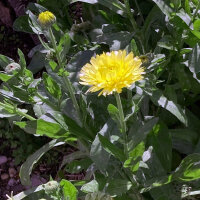 Hellgelbe Ringelblume Lemon Cream (Calendula officinalis)...