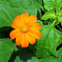 Mexikanische Sonnenblume (Tithonia rotundifolia) Samen