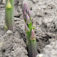 Violetter Spargel Argenteuil (Asparagus officinalis)...