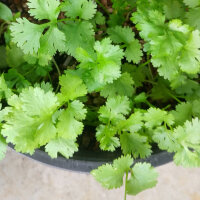 Cilantro / Blatt-Koriander Caribe (Coriandrum sativum)...