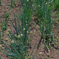 Lauchzwiebel White Lisbon  (Allium cepa) Bio Saatgut
