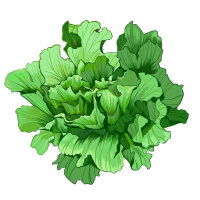 Endivien Salat Grüner Escariol (Cichorium endivia)...