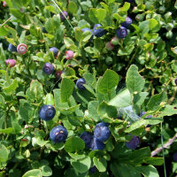 Waldheidelbeere / Blaubeere (Vaccinium myrtillus) Bio...