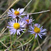 Strand-Aster (Tripolium pannonicum) Samen