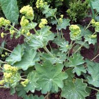 Gelbgrüner Frauenmantel (Alchemilla xanthochlora)...