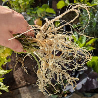 Ballonblume Mariesii (Platycodon grandiflorus) Bio Saatgut