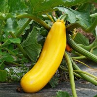 Gelbe Zucchini Goldena (Cucurbita pepo) Samen