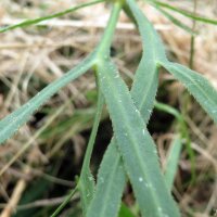 Gemeine Sichelmöhre (Falcaria vulgaris) Bio Saatgut