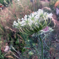 Wilde Möhre (Daucus carota ssp. carota) Bio Saatgut