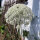 Wilde Möhre (Daucus carota ssp. carota) Bio Saatgut