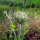Wilde Möhre (Daucus carota ssp. carota) Bio Saatgut