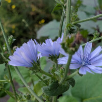 Zuckerhut Salat (Cichorium intybus var. foliosum) Bio...