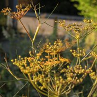 Bronzefenchel (Foeniculum vulgare) Bio Saatgut